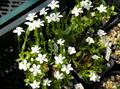 Spring gentian